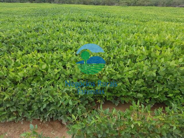 Fazenda para Venda em Niquelândia - 5