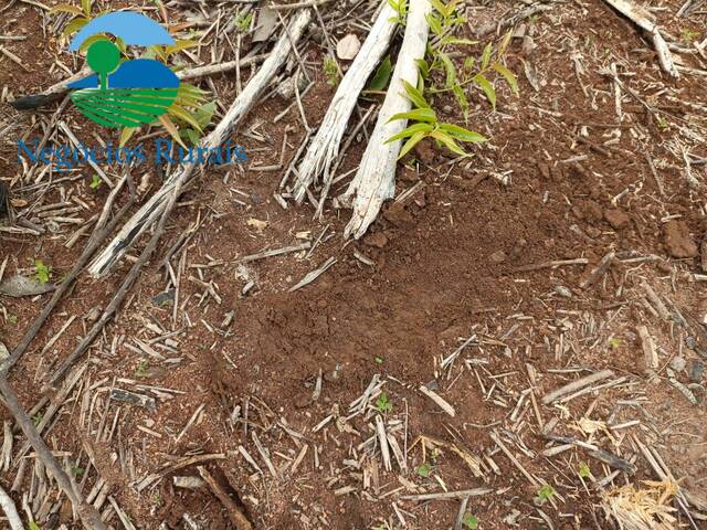 Fazenda para Venda em Jaú do Tocantins - 4