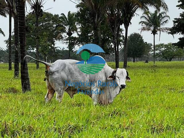 Fazenda para Venda em Wanderlândia - 4