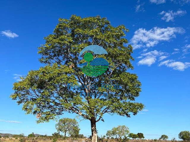 Fazenda para Venda em Crixás - 5