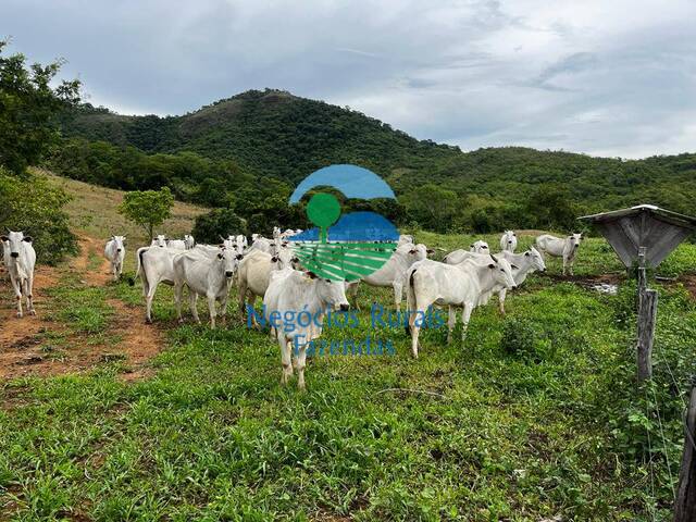 Fazenda para Venda em São João d`Aliança - 4