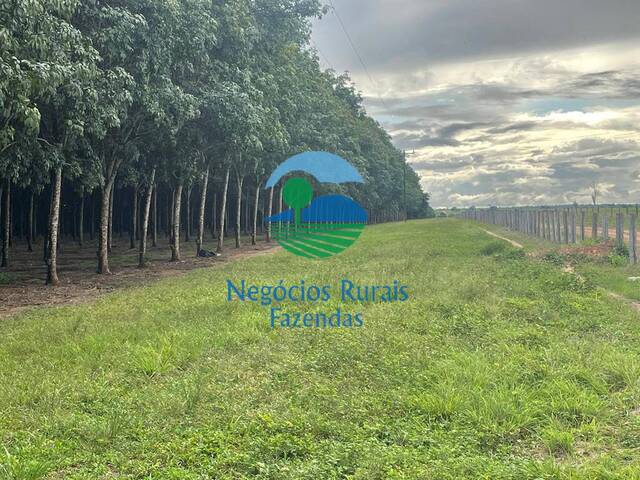 #382 - Fazenda para Venda em Novo Horizonte do Norte - MT - 2