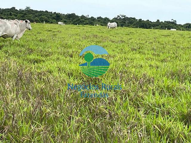 #382 - Fazenda para Venda em Novo Horizonte do Norte - MT - 3