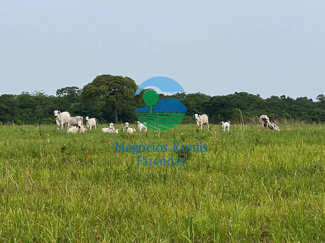 #439 - Fazenda para Venda em Formoso do Araguaia - TO - 1